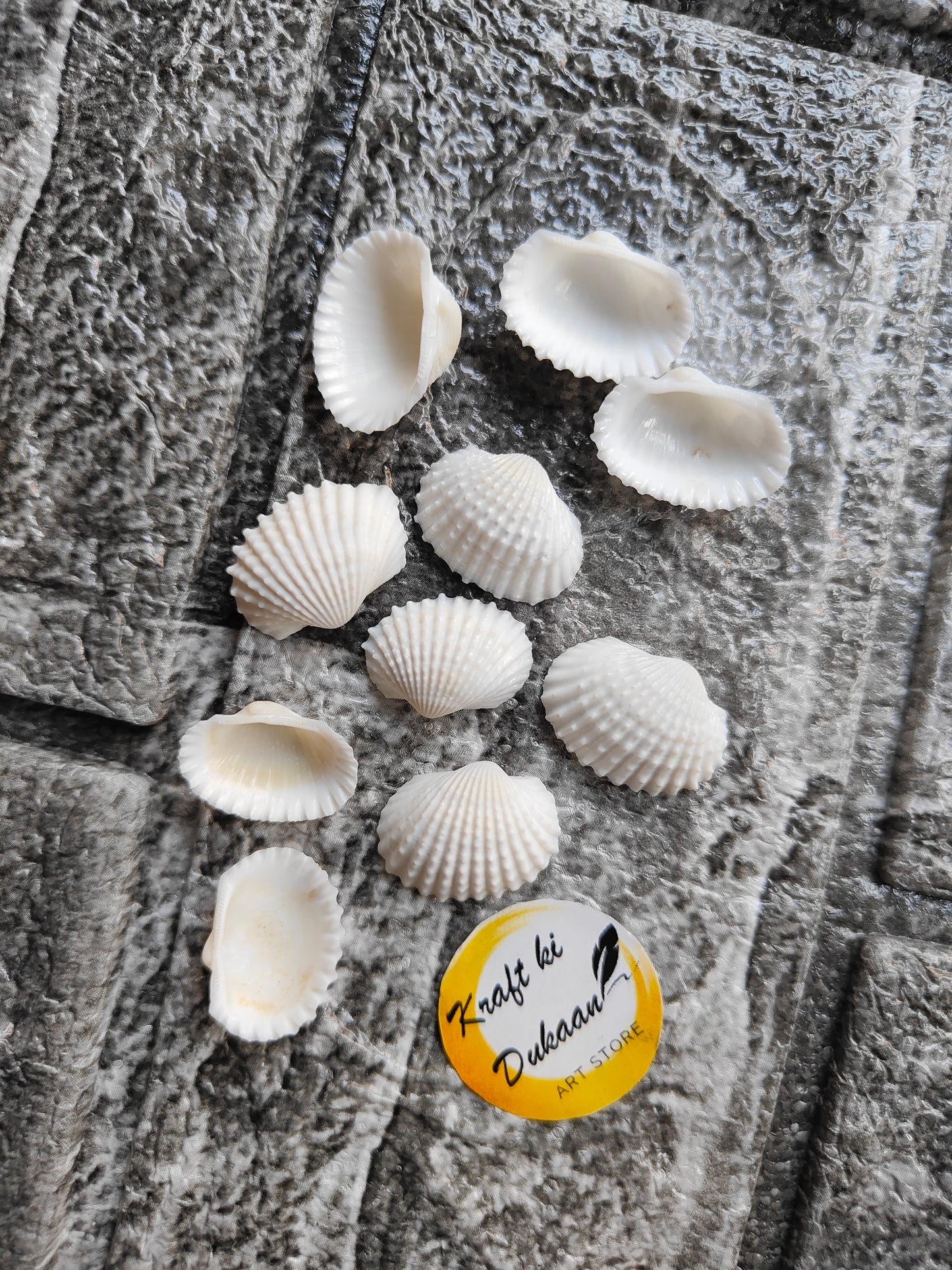 Sea Shell A1 - Kraft ki Dukaan