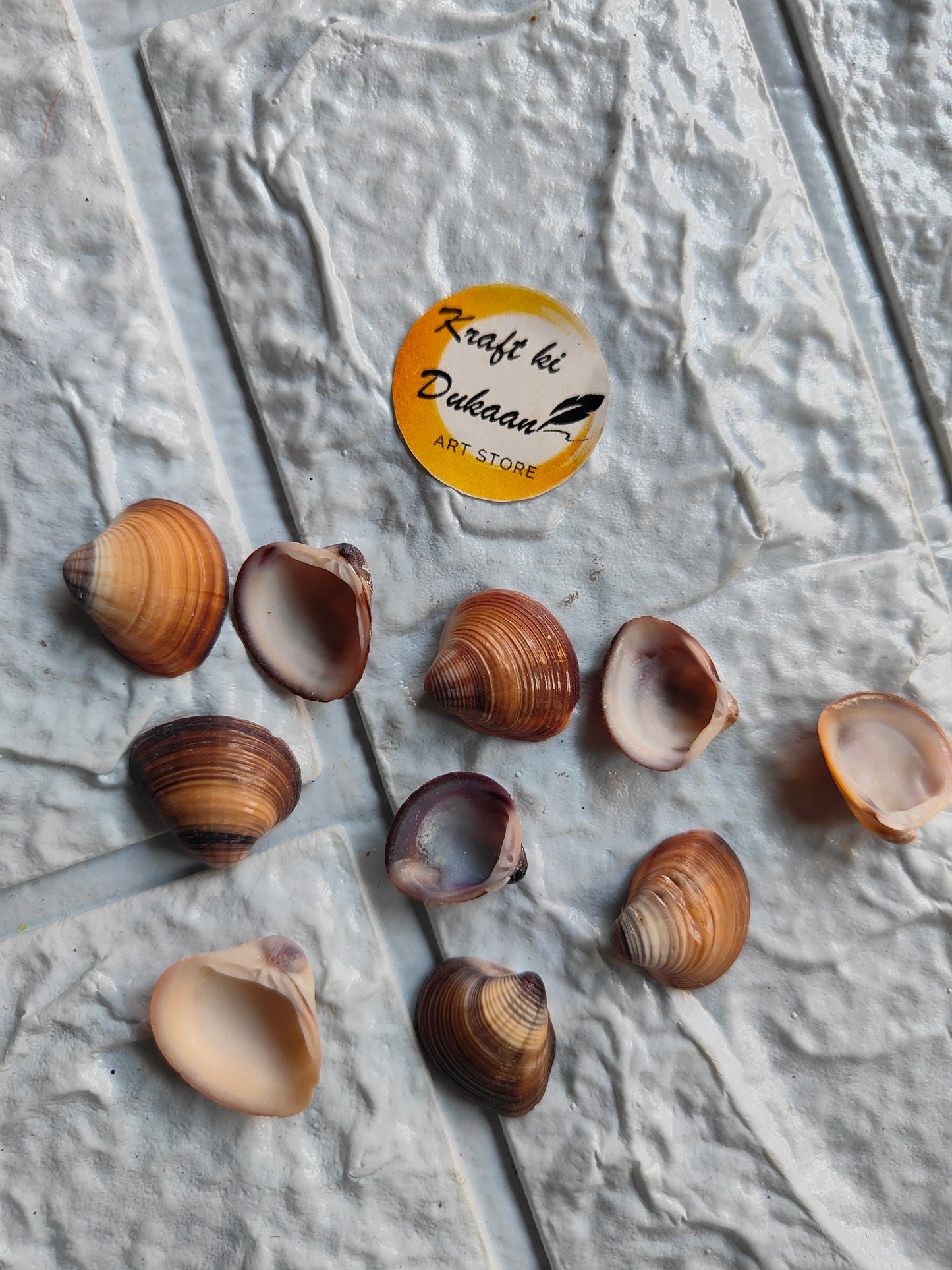 Sea Shell A2 - Kraft ki Dukaan