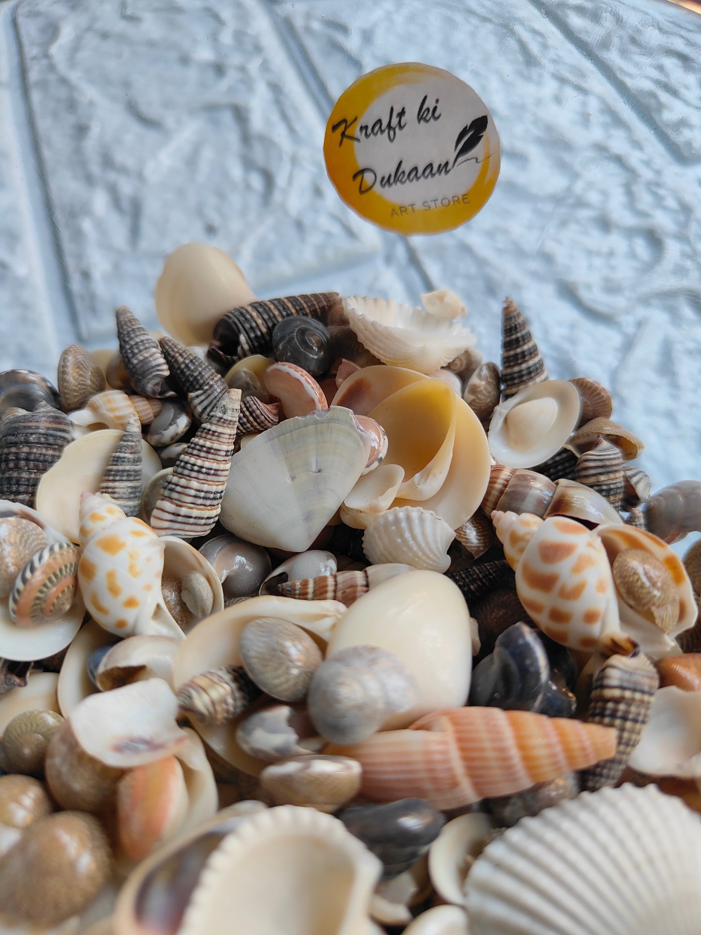 Sea Shell Mix A6 - Kraft ki Dukaan