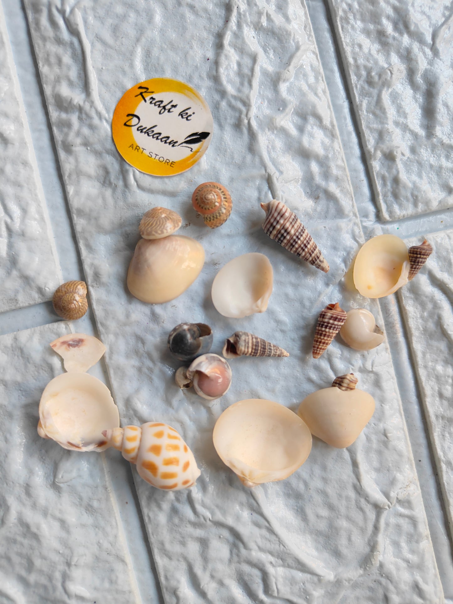 Sea Shell Mix A6 - Kraft ki Dukaan