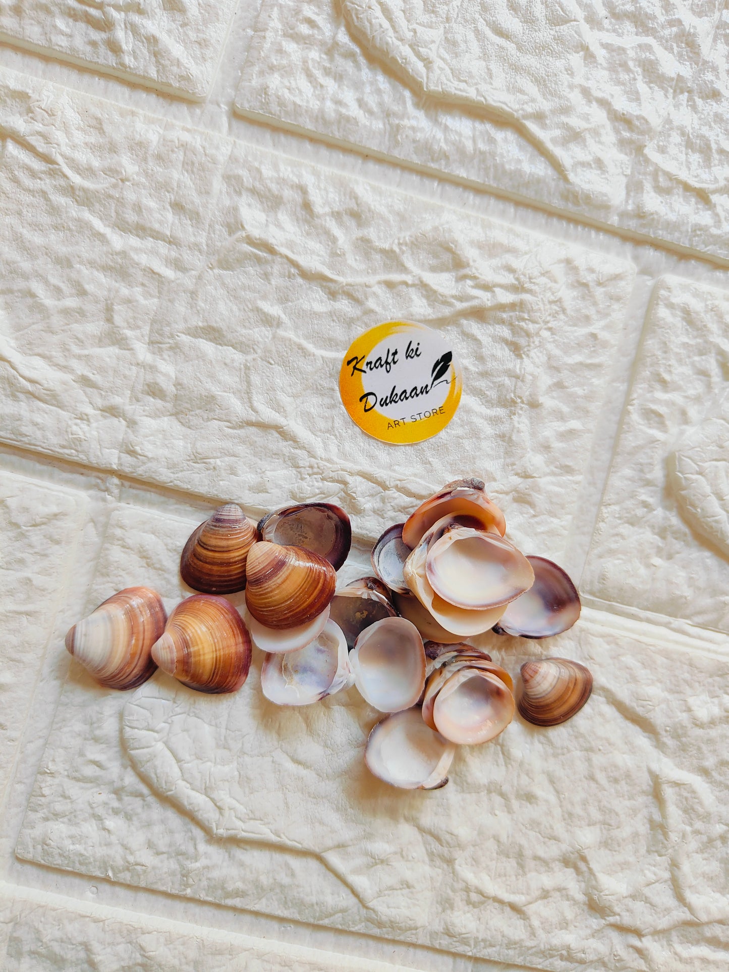 Sea Shell A2 - Kraft ki Dukaan