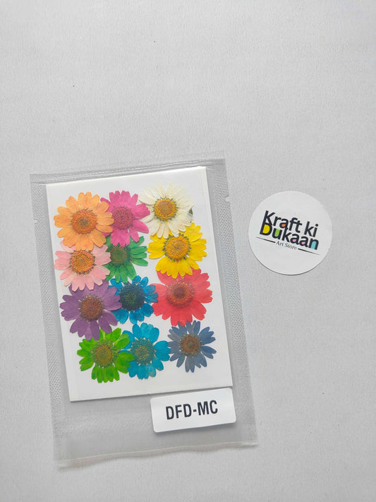 Multicolor pressed daisy flower sheet in sealed pack, code DFD-MC