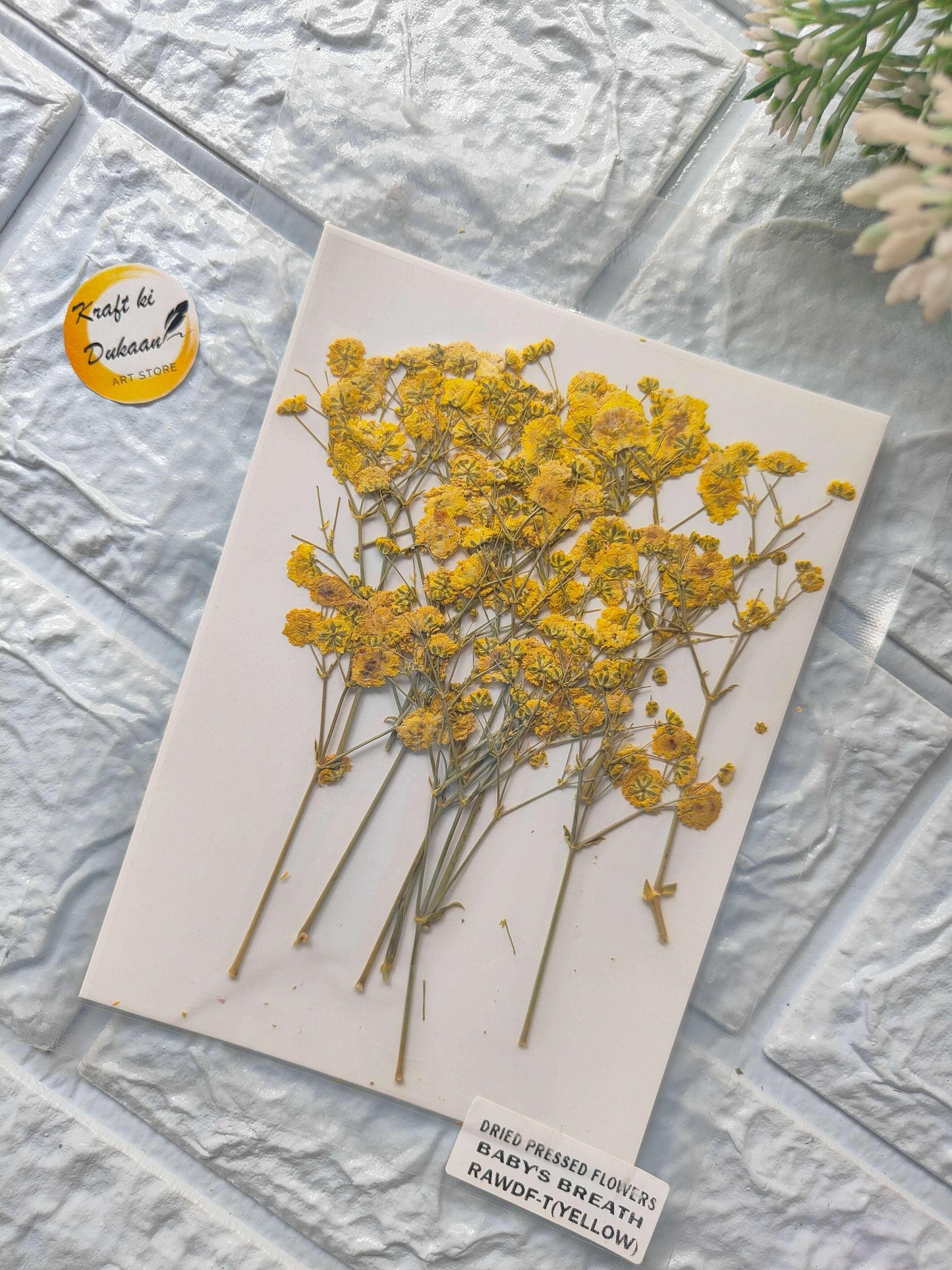 Baby Breath pressed flower set with yellow dried blooms on white card