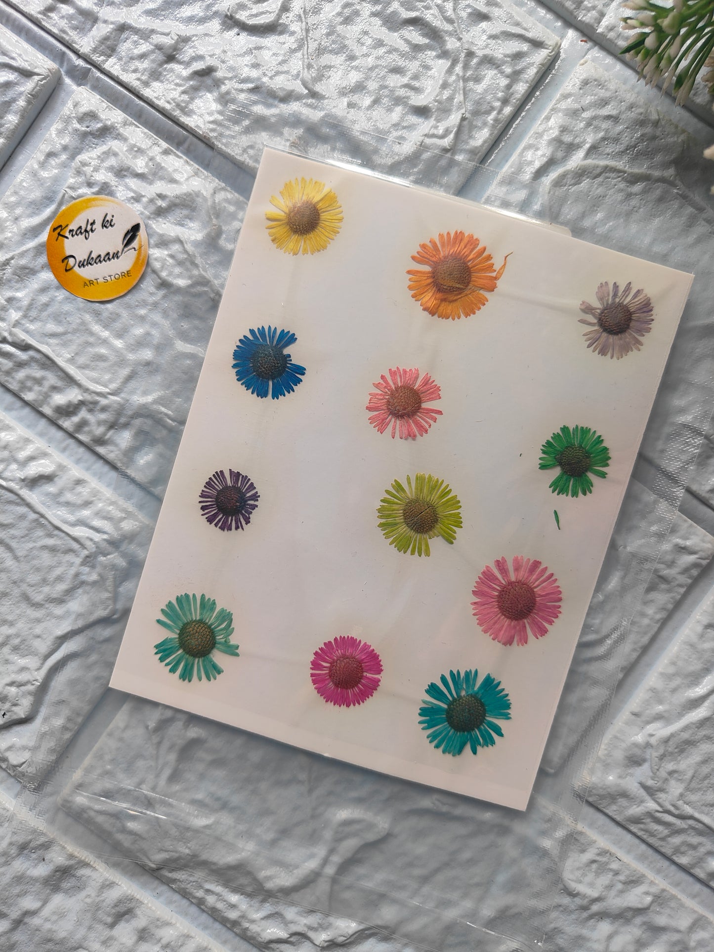 Colorful dry chrysanthemum flowers for art arranged on a transparent sheet for crafting projects