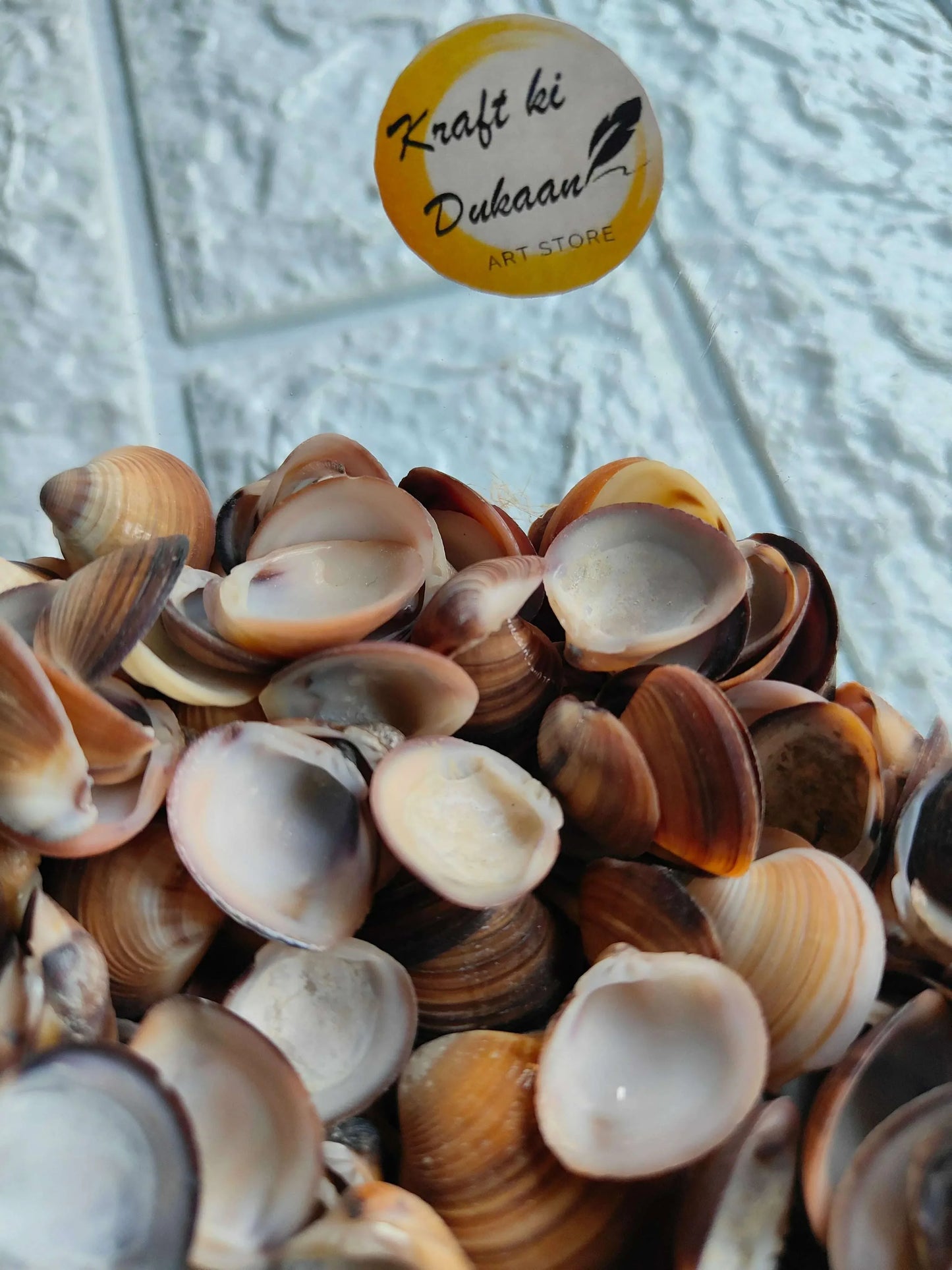 Sea Shells 100GM A2 close-up: off-white inner and brown outer half shells