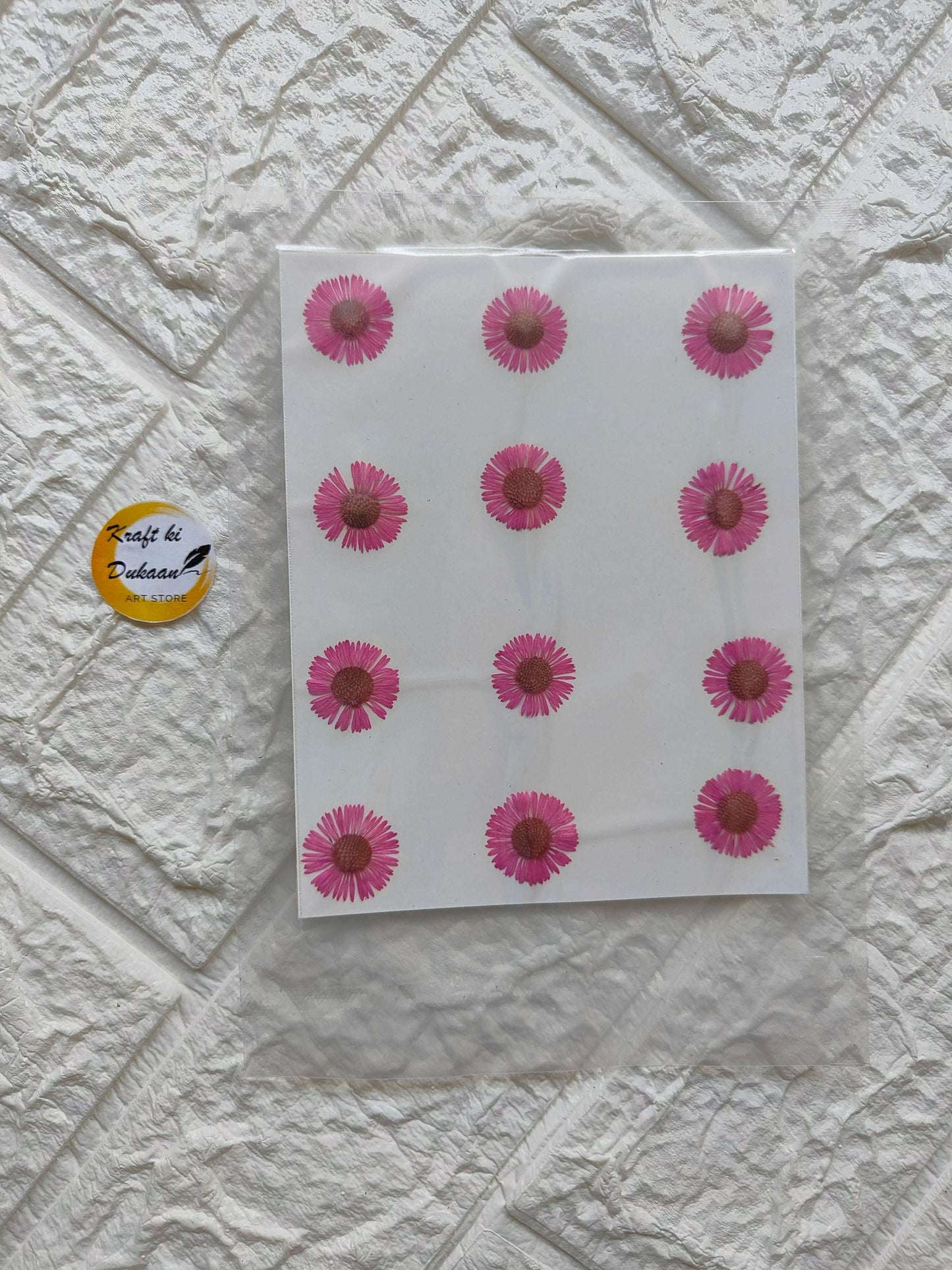 pressed-chrysanthemum-flowers-pink-color-group