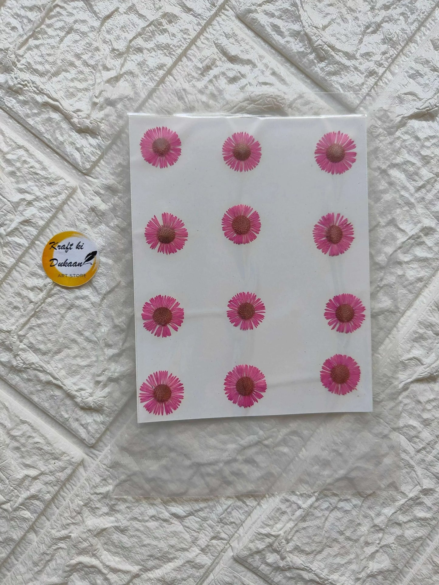 Pressed chrysanthemum flowers in pink on a white backing sheet