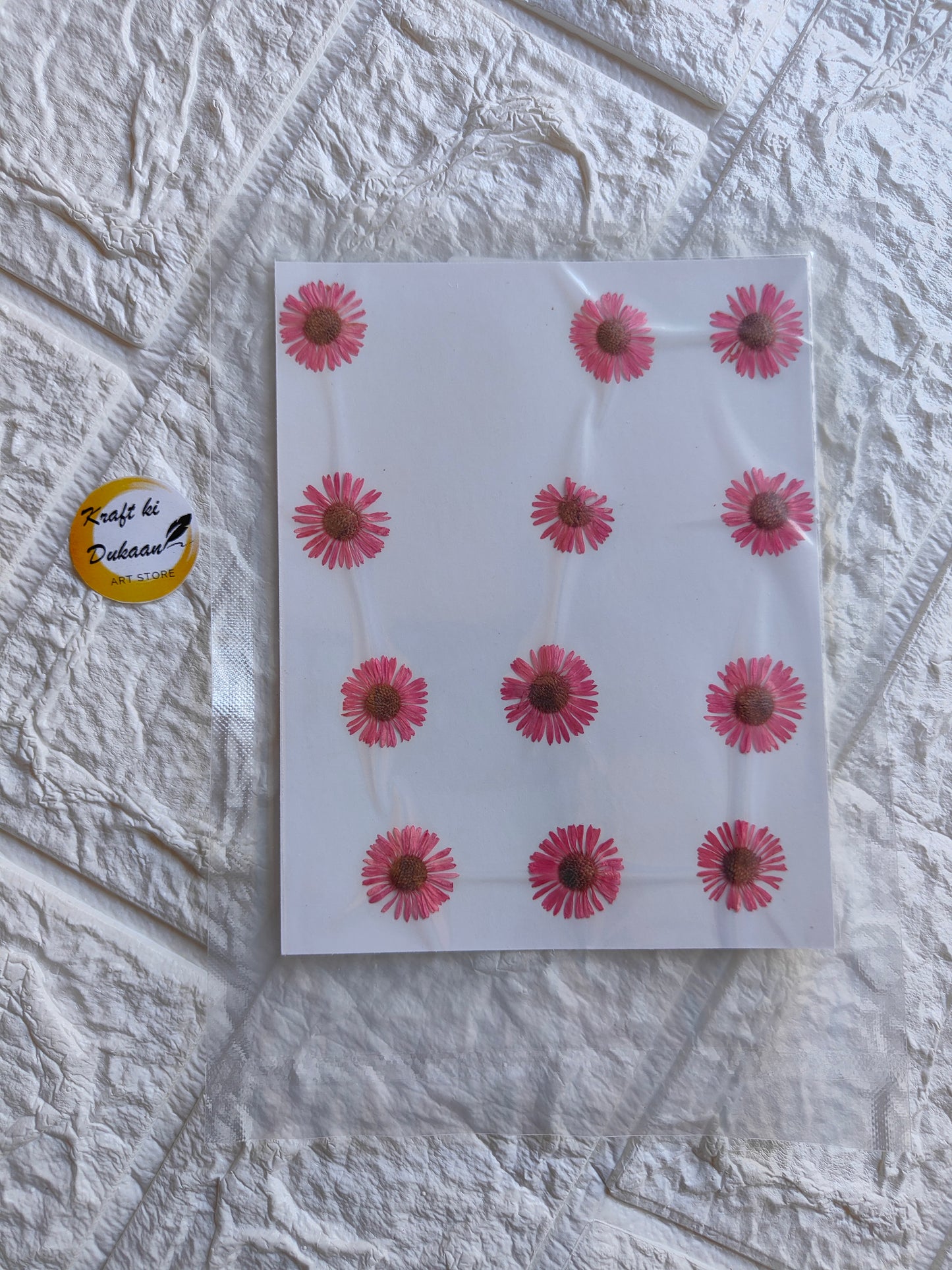 Pressed chrysanthemum flowers on transparent sheet for crafting and decoration purposes