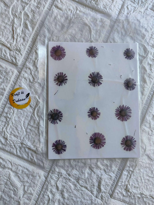 Pressed chrysanthemum flowers in dark purple on a white backing sheet