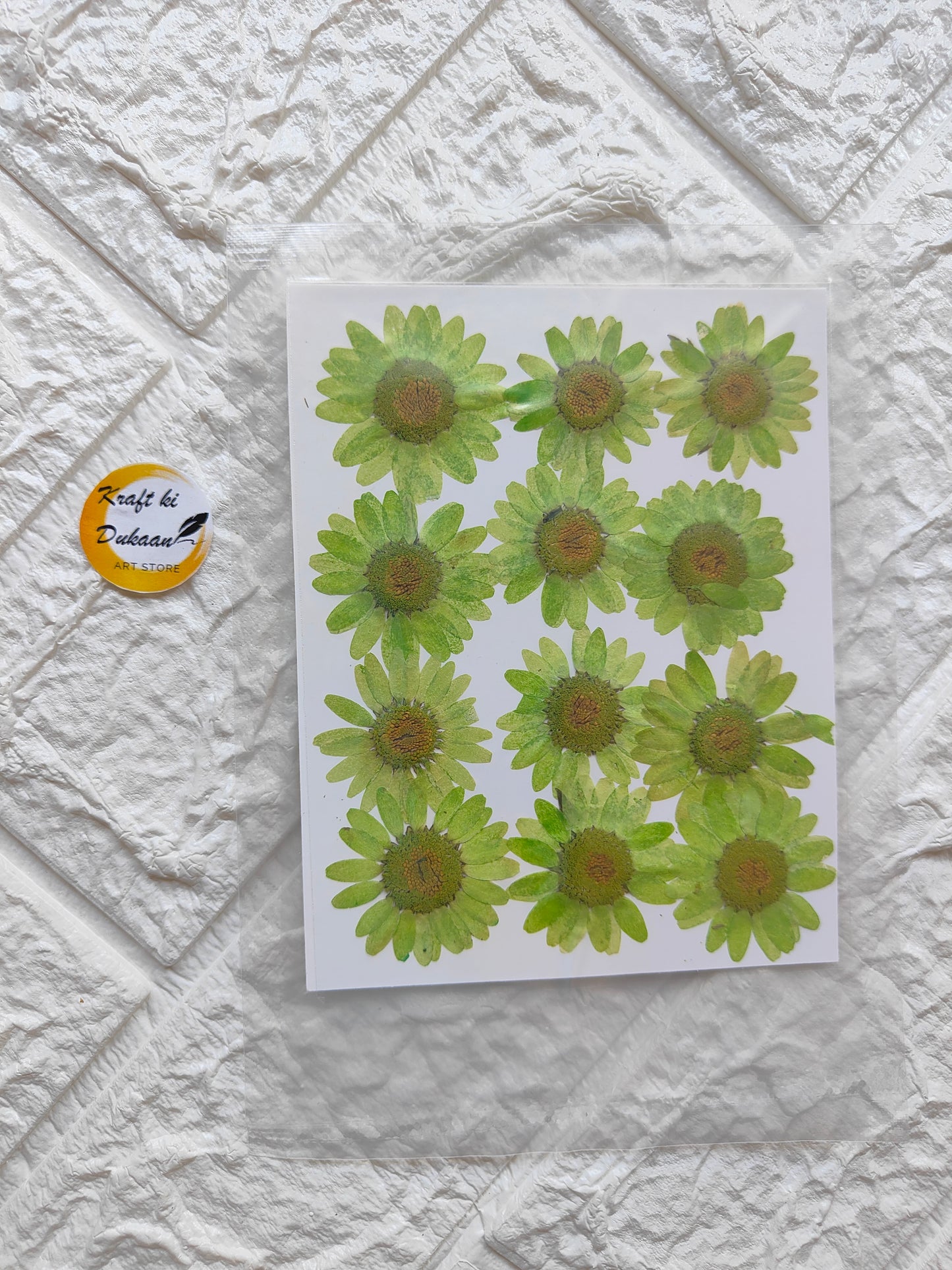 Real daisy flower sheets arranged beautifully with vibrant green petals and center details