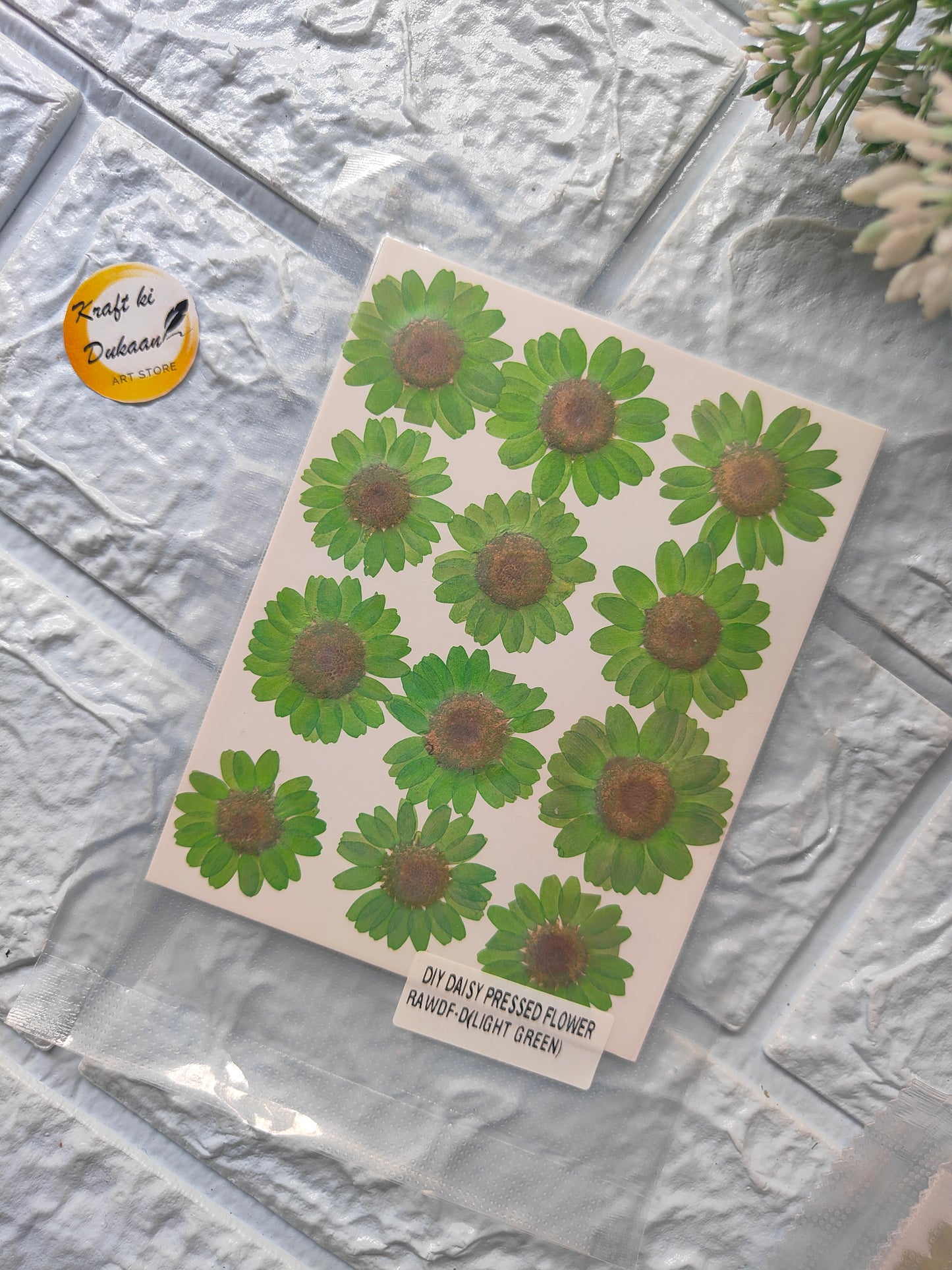 Real daisy flower sheets with vibrant green petals, perfect for crafts and decorations