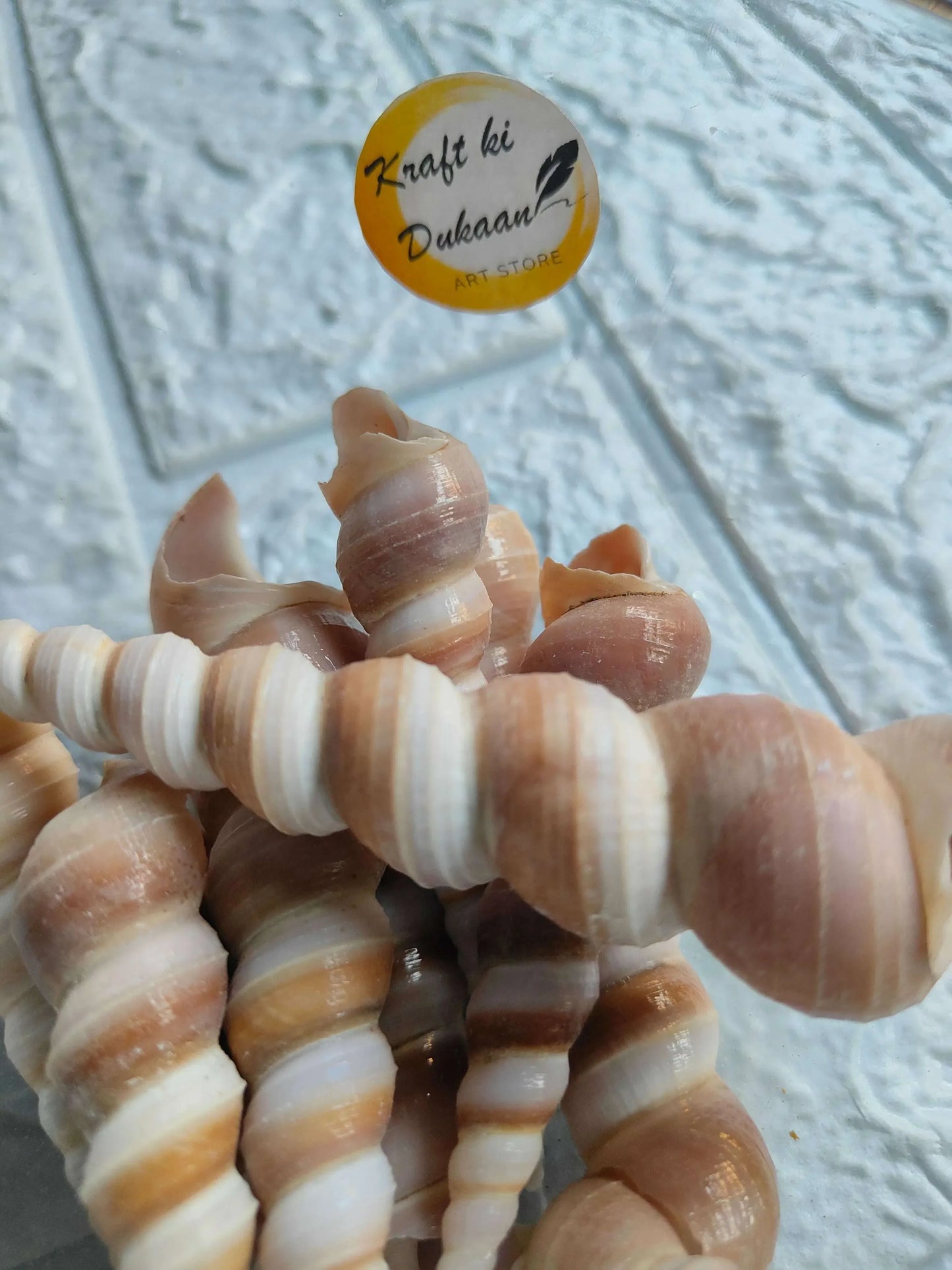 Sea shell bundle of striped spiral shells, white and light orange