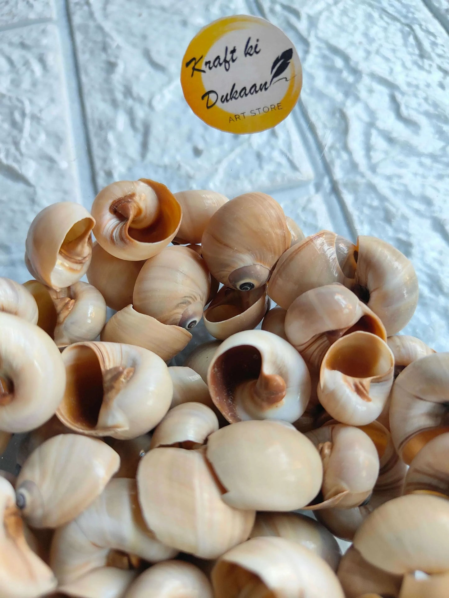 Sea Shell 100GM A3, pile of off-white conch shells with tan openings and spiral eyes