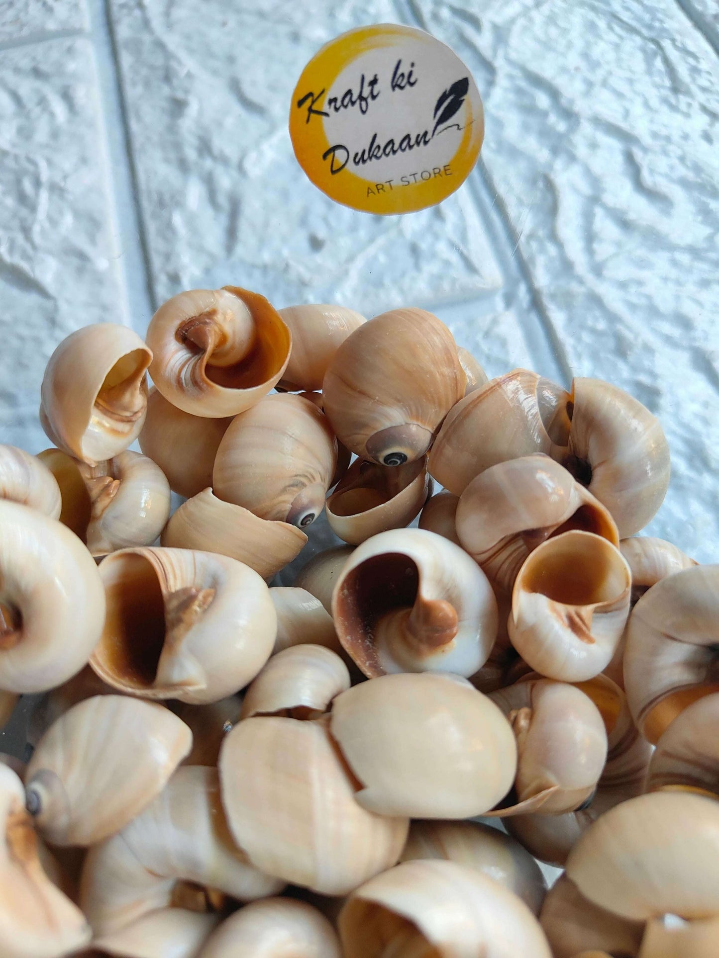 sea-shell-for-resin-art-variety-pack-of-shells