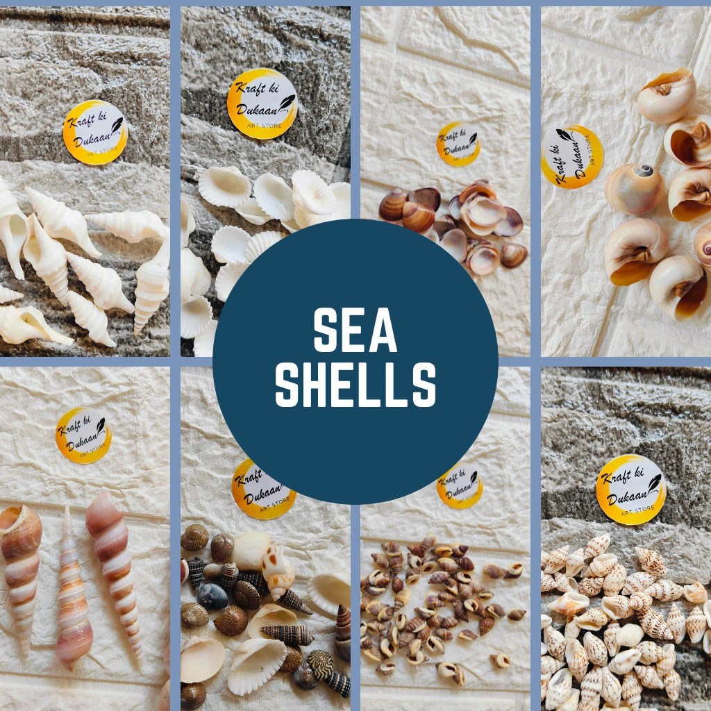 Variety of seashells displayed for sale, ideal to buy seashells for crafts and DIY projects.