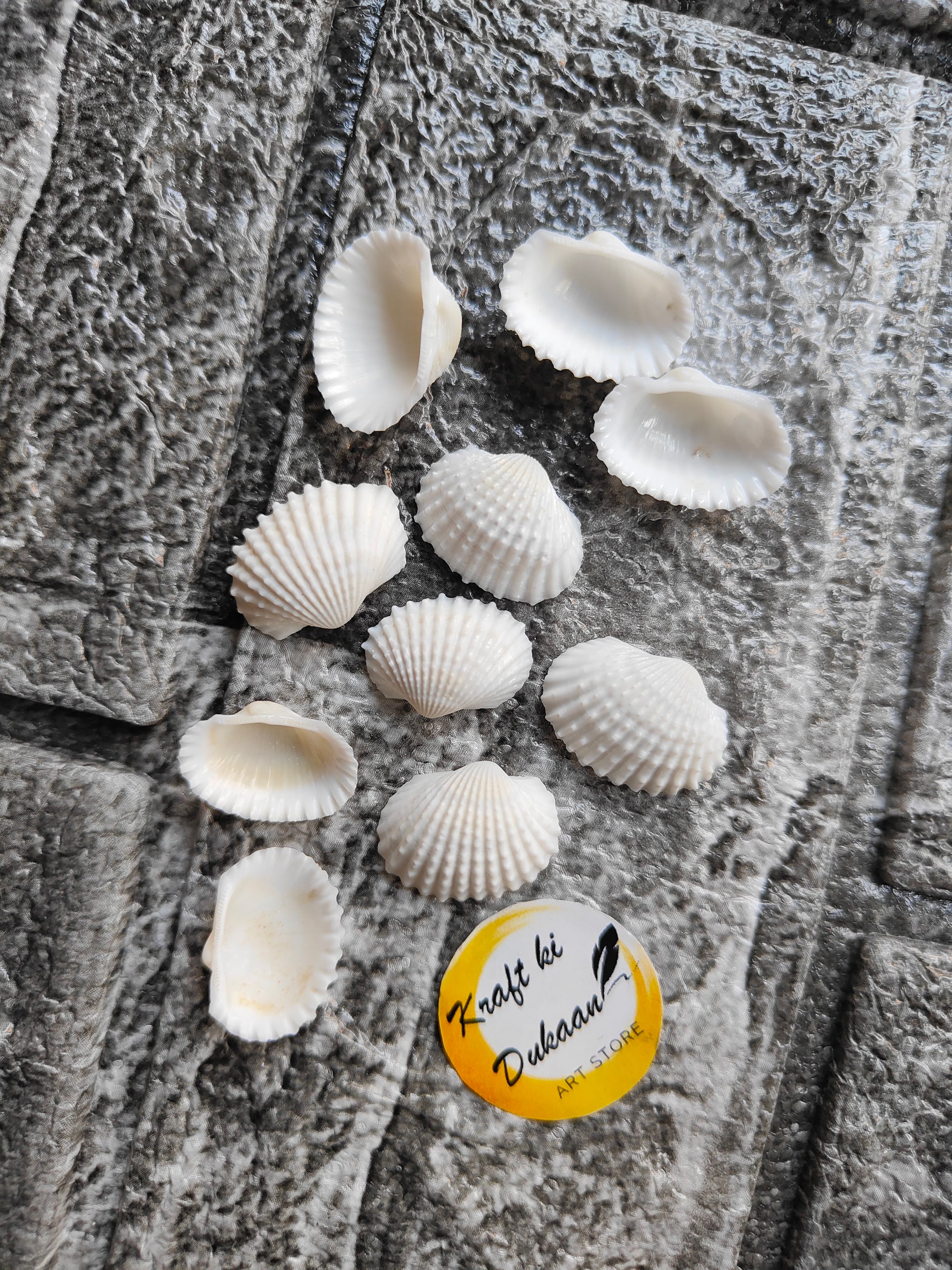 Sea Shell A1 - Kraft ki Dukaan