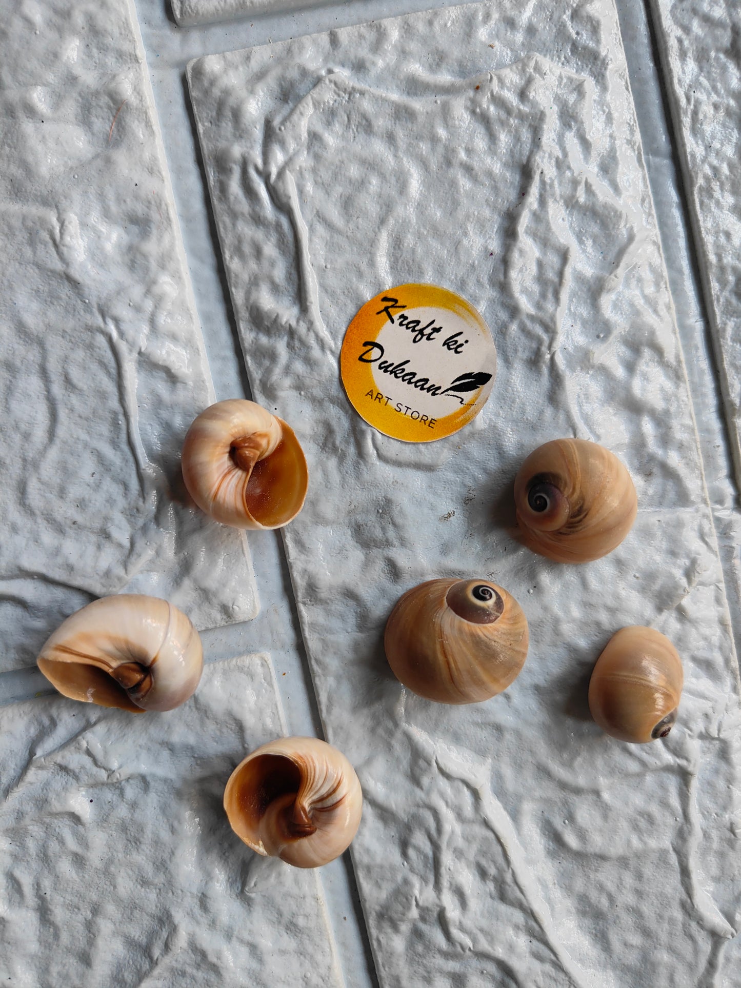 Sea Shell A3 - Kraft ki Dukaan