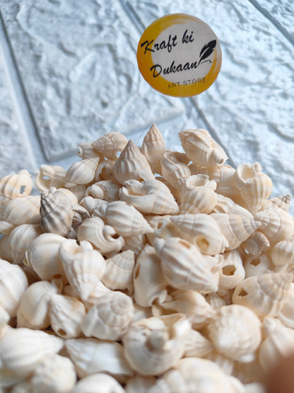 Sea Shell Pack of 50 A4 - Kraft ki Dukaan