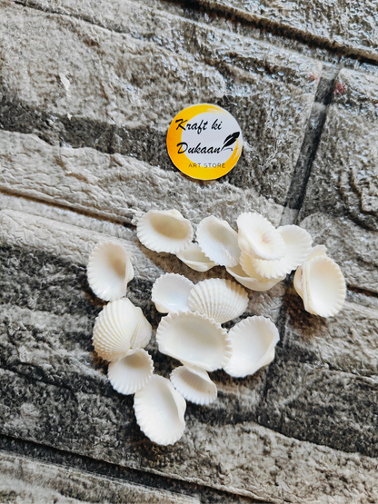 Sea Shell A1 - Kraft ki Dukaan