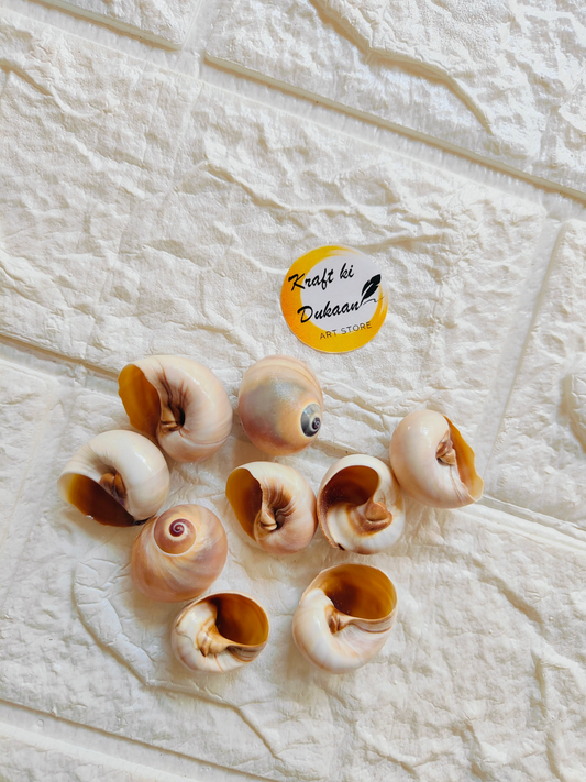 Sea Shell A3 - Kraft ki Dukaan