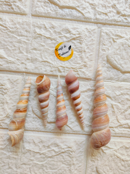 Sea Shell A5 - Kraft ki Dukaan