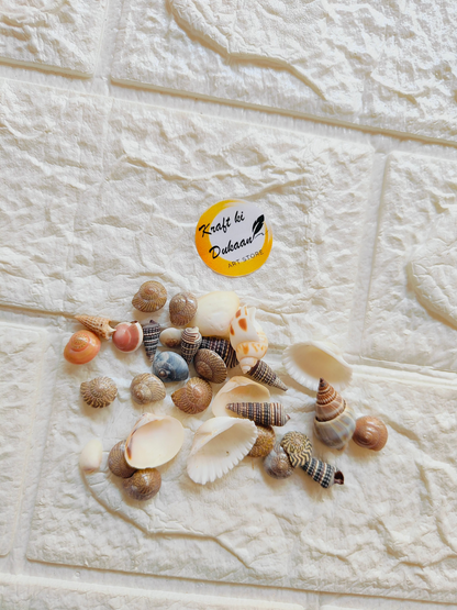 Sea Shell Mix A6 - Kraft ki Dukaan