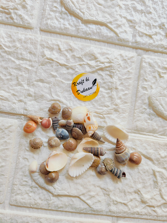 Sea Shell Mix A6 - Kraft ki Dukaan