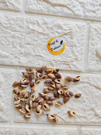 Sea Shell A7 - Kraft ki Dukaan