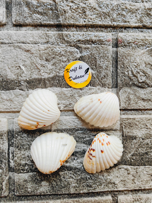 Sea Shell A10 - Kraft ki Dukaan