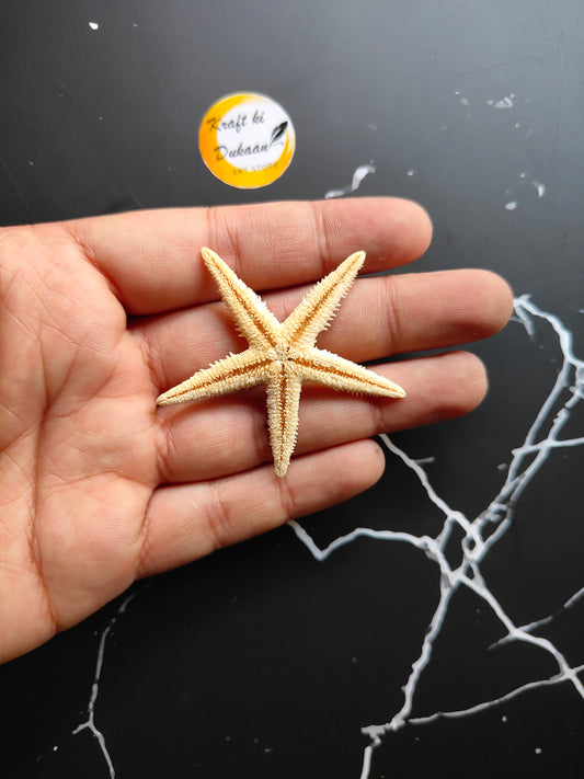 Star Fish 10PC Box - Kraft ki Dukaan