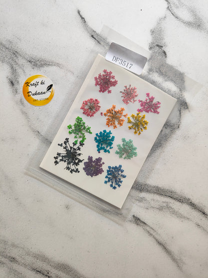 Queen Breath Pressed Flower 12PC Multi