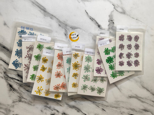 Queen Breath Pressed Flower 12PC