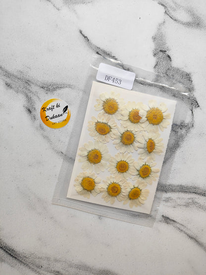 Daisy Pressed Flower Sheet