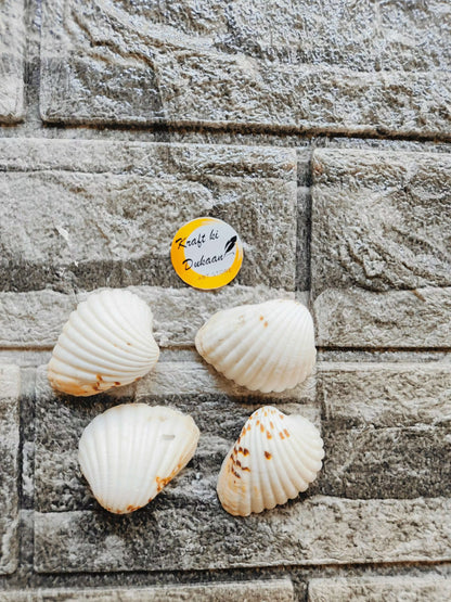 craft-ki-dukaan-sea-shell-for-resin-art-1