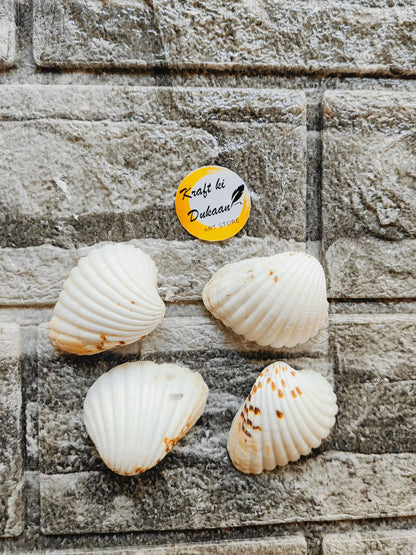 craft-ki-dukaan-sea-shell-for-resin-art-2