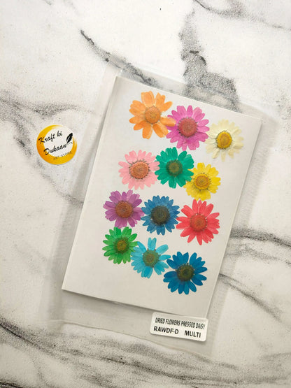 Multi-color daisy pressed flower sheet with arranged flat blossoms on card