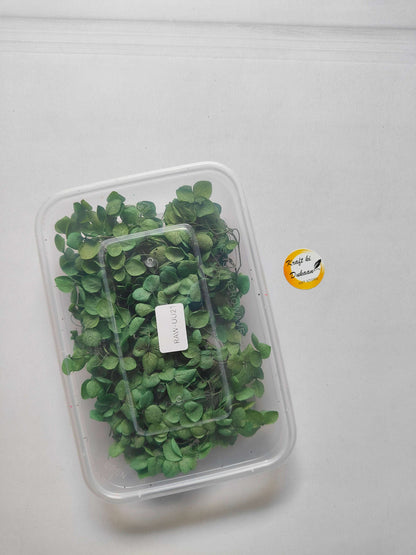 Hydrangea flower box with green hydrangea blooms in a clear plastic container