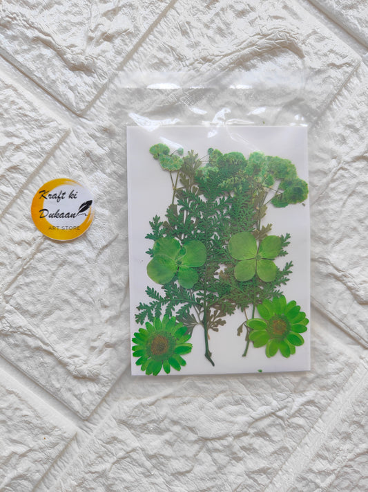 Green mix pressed flower sheet featuring various preserved green plants and flowers for decorative use