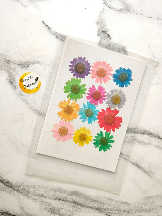 Daisy pressed flower sheet with multicolor blooms, 12 flower stickers on white sheet
