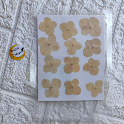 Pressed flower sheet for crafts featuring delicate dried flowers arranged on a white background