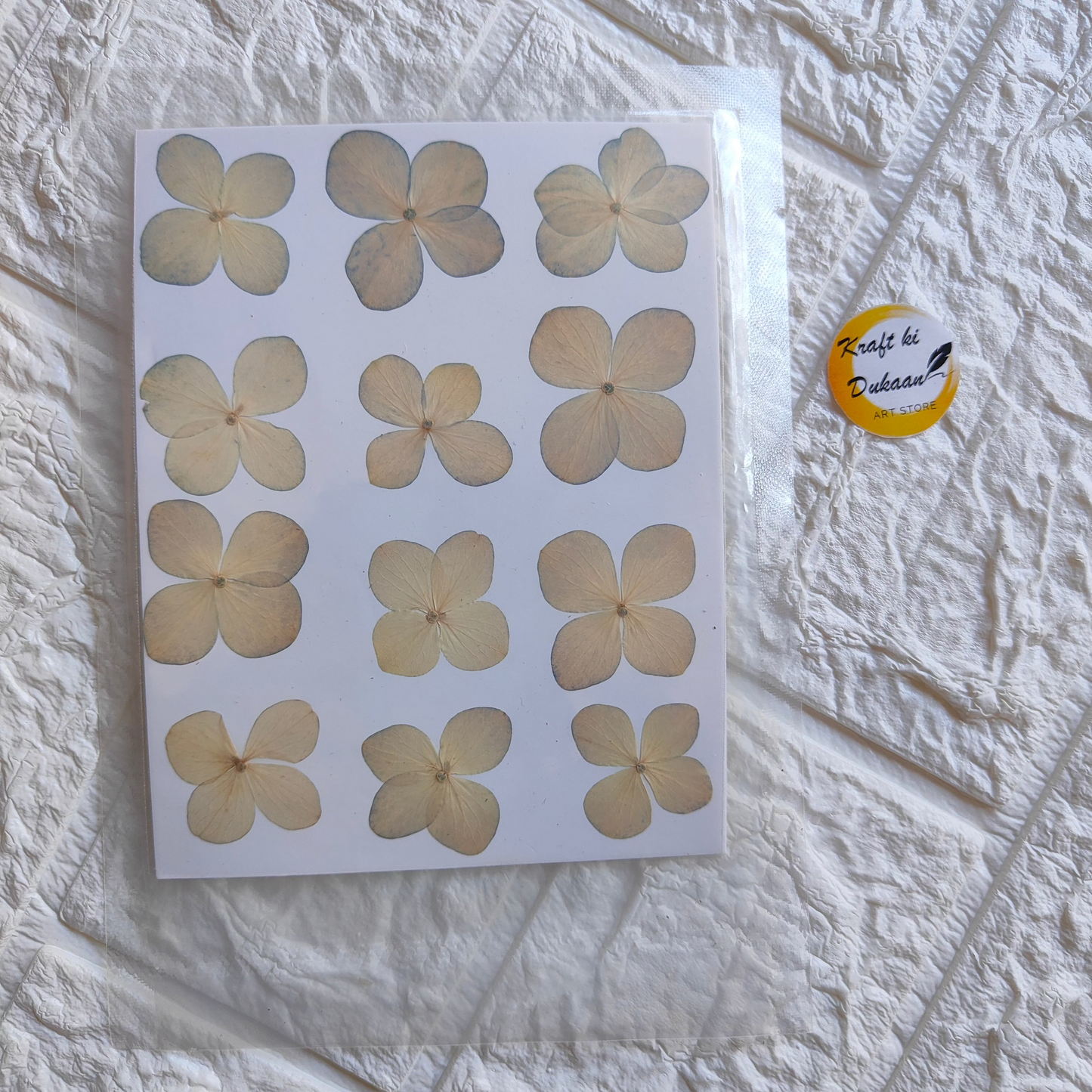 Pressed flower sheet for crafts featuring various delicate flowers arranged on a white background