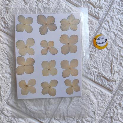 Pressed flower sheet for crafts featuring various delicate flowers arranged on a white background