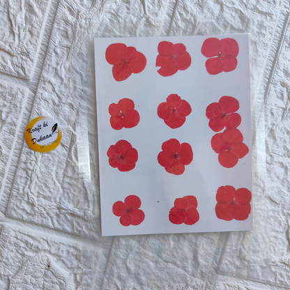 Pressed flower sheet for crafts featuring vibrant red flowers on a white background
