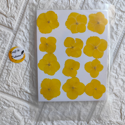 Pressed flower sheet for crafts featuring vibrant yellow flowers on a white background