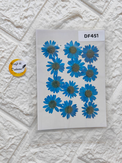 Real daisy flower sheets featuring vibrant blue flowers on a clear background