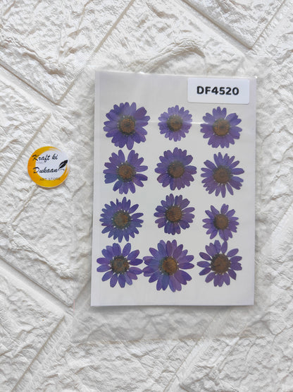 Real daisy flower sheets featuring vibrant purple flowers on a clear backing for crafts and decorations