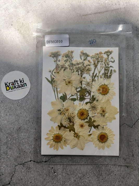Pressed flower sheet mix with beige and cream dried flowers, in clear sleeve