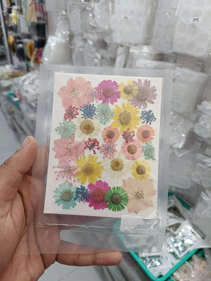 Pressed dry flower sheet with assorted multicolor blossoms on white background