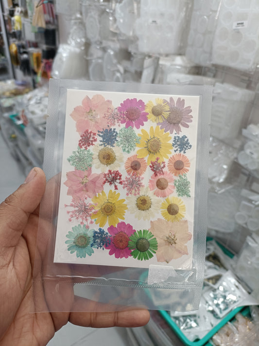 Pressed dry flower sheet with assorted multicolor blossoms on white background