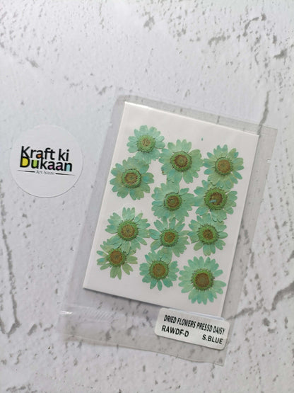 Daisy pressed flower sheet, light green daisies with tan-brown centers